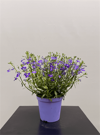 Lobelia