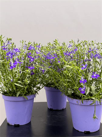 Lobelia