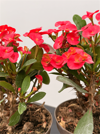 Euphorbia milli