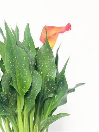 Calla arancione pianta fiorita