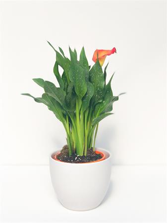 Calla arancione pianta fiorita