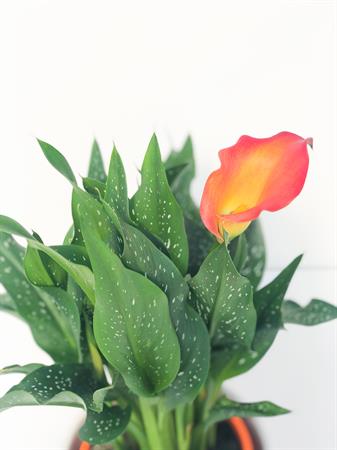Calla arancione pianta fiorita
