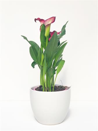 Calla viola fiori viola