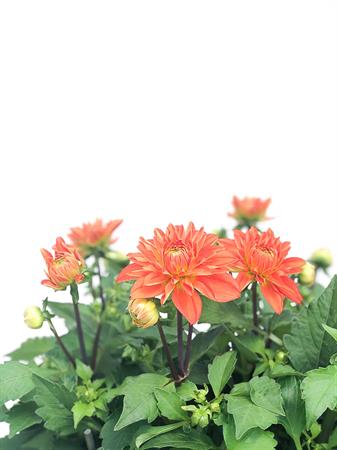 Dalia arancione pianta fiore grande