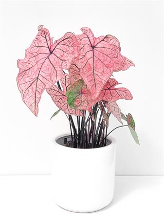 Caladium pianta foglie fucsia