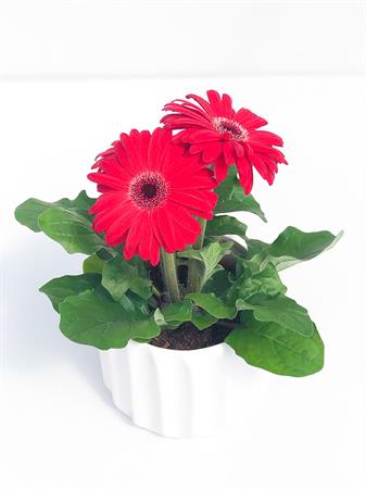 Gerbera rossa