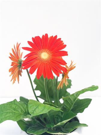 Gerbera arancione