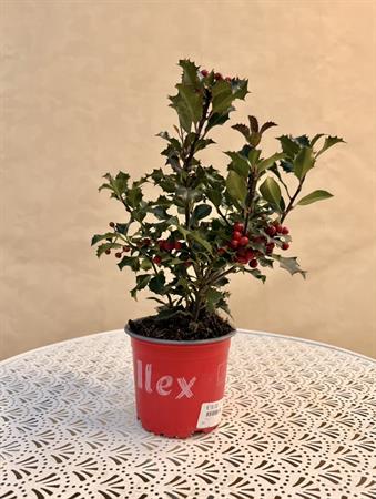 Ilex d.14 h.35
