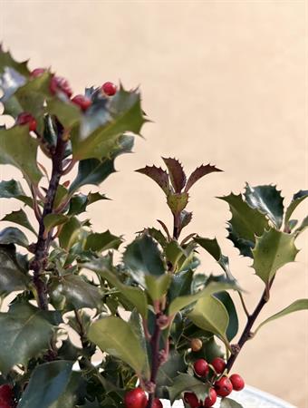 Ilex d.14 h.35