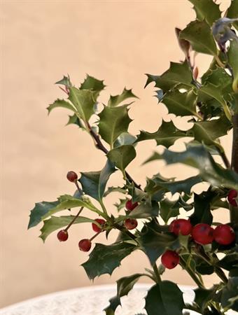 Ilex d.14 h.35