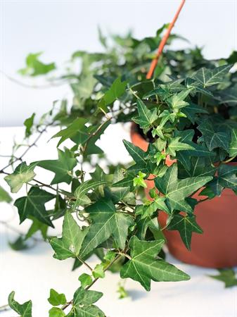 Edera verde intenso rampicante ricadente da appendere