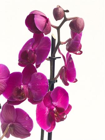 Orchidea fucsia pianta elegante