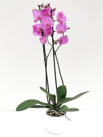 Orchidea lilla pianta fiorita