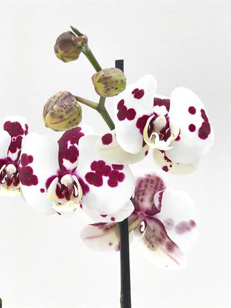 Orchidea pianta fiori maculati