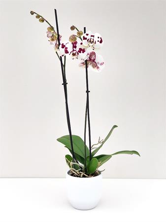 Orchidea pianta fiori maculati