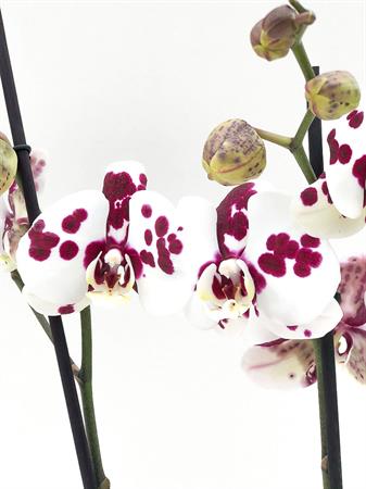 Orchidea pianta fiori maculati