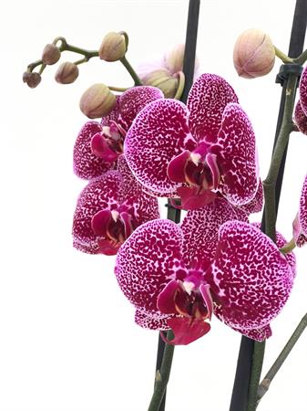 Orchidea pianta fiori a pois