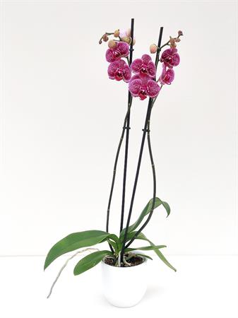 Orchidea pianta fiori a pois