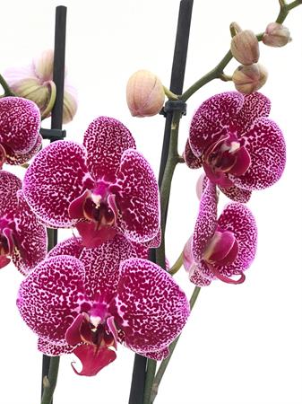Orchidea pianta fiori a pois