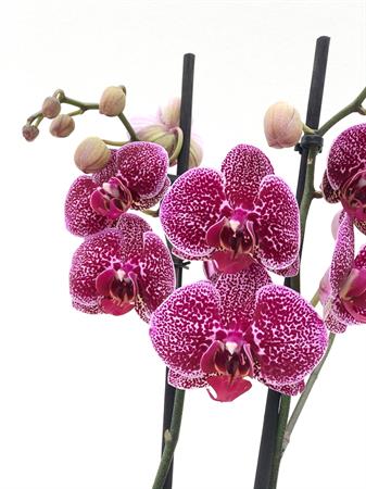 Orchidea pianta fiori a pois