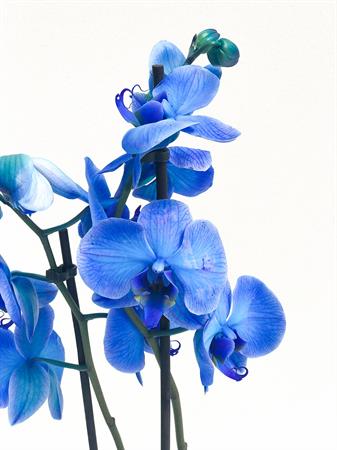 Orchidea blu