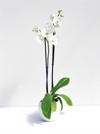 Orchidea bianca pianta elegante