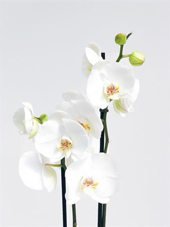 Orchidea bianca pianta elegante