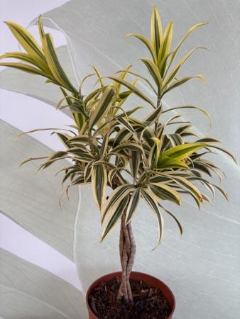 Dracaena Song of India