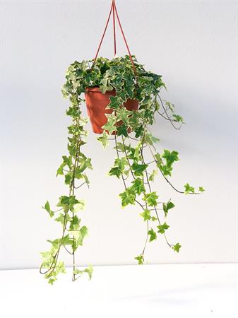 Edera screziata variegata bianca e verde da appendere