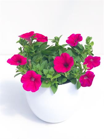 Potunia fucsia