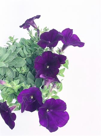 Potunia viola