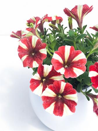 Potunia arancione e bianca