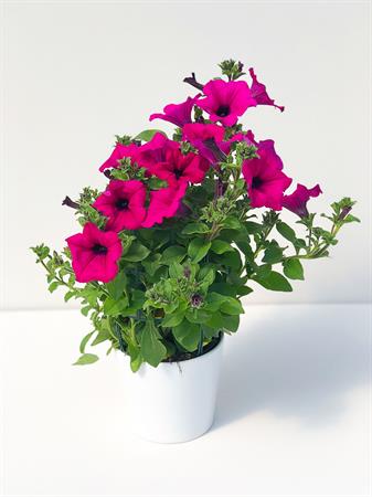 Surfinia Pendula fucsia