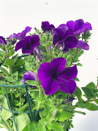 Surfinia Pendula viola