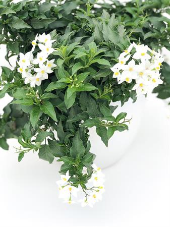 Solanum