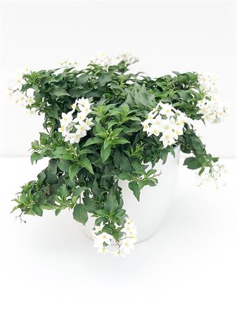 Solanum