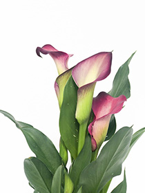 piante-fiorite